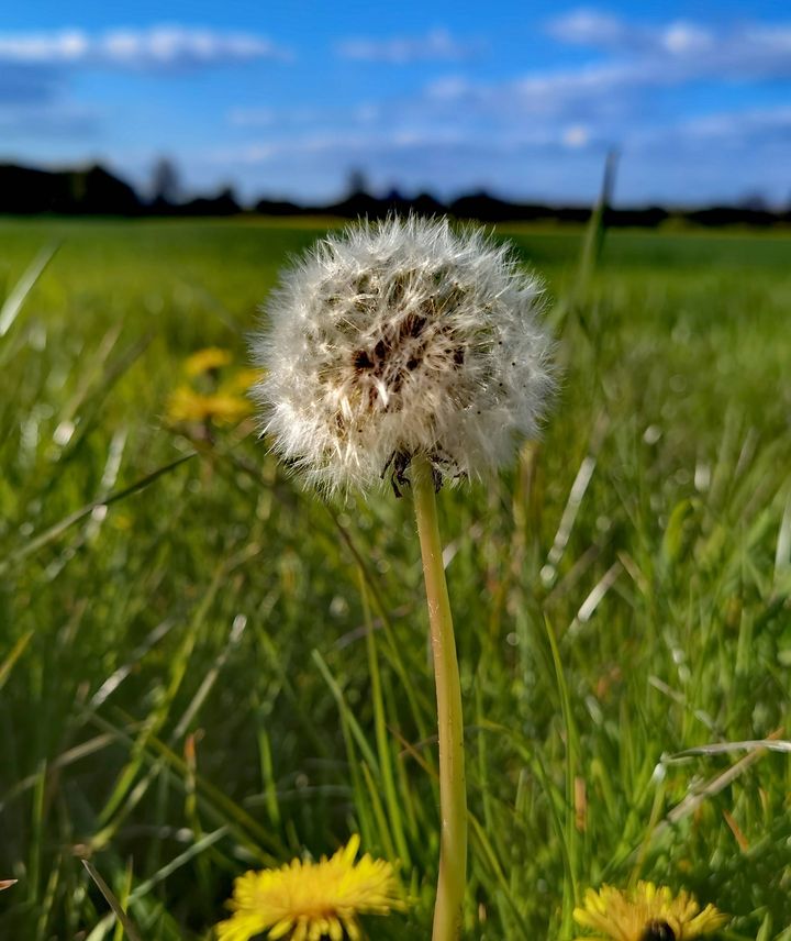 person hand weeding a garden bed using natural weed control methods