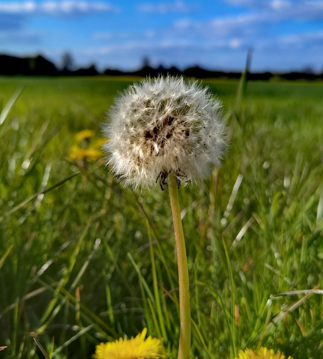 Misa Bryant Eden's Verdure lawn care specialist