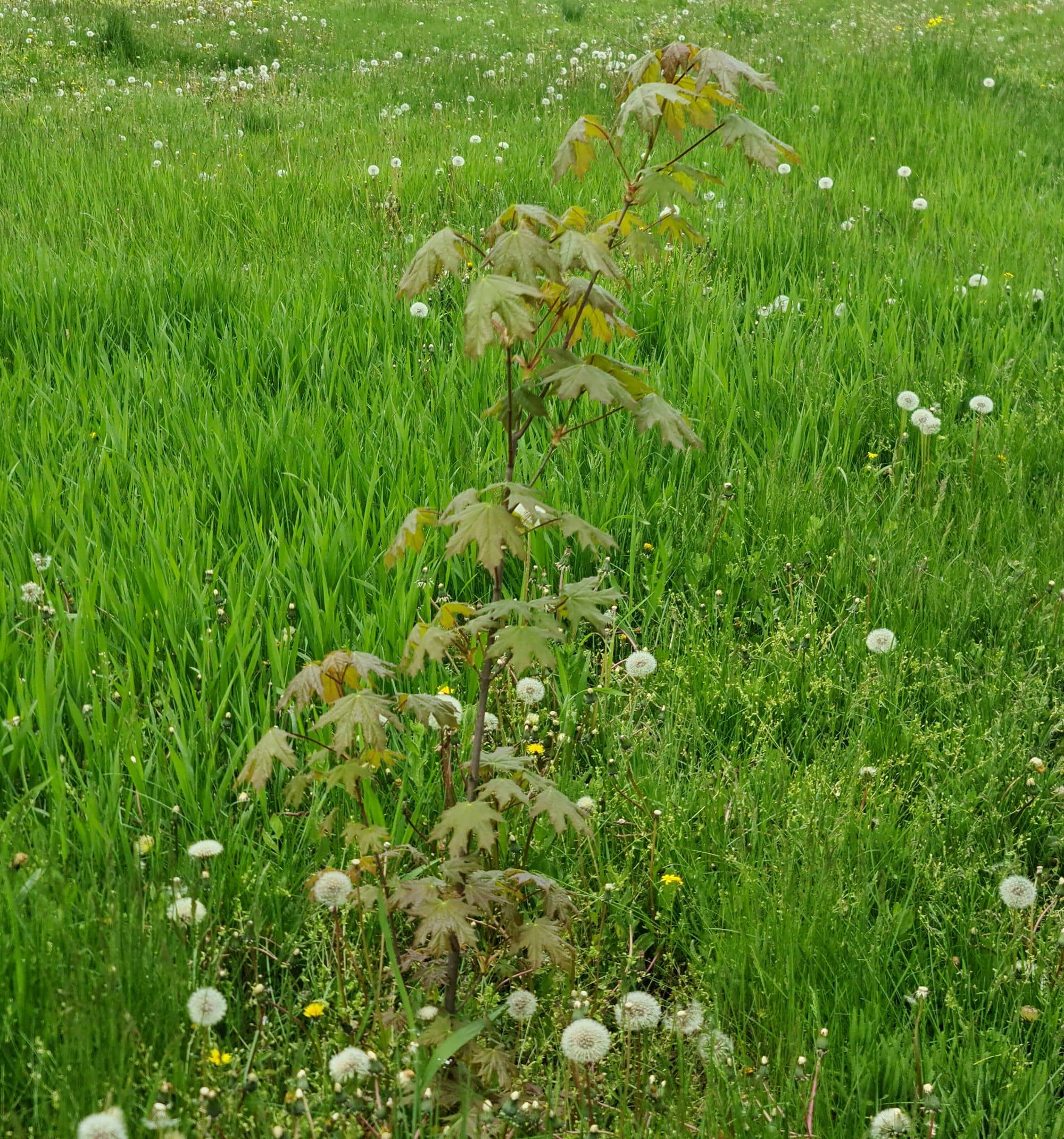 beautiful eco-friendly lawn and garden